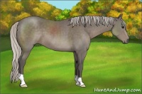 Horse Color:Silver Black