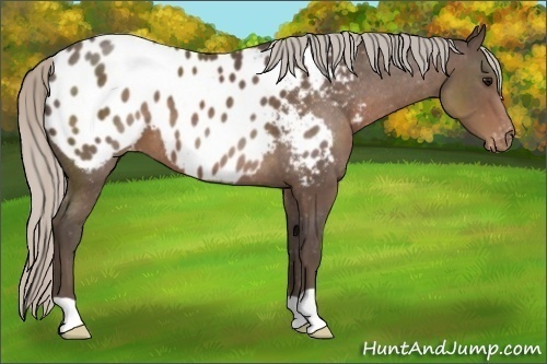 Horse Color:Silver Black Appaloosa 