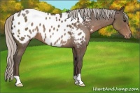 Horse Color:Silver Black Appaloosa