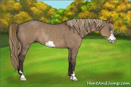 Horse Color:Liver Red Dun Frame Rabicano 