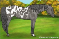 Horse Color:Grullo Appaloosa Rabicano 