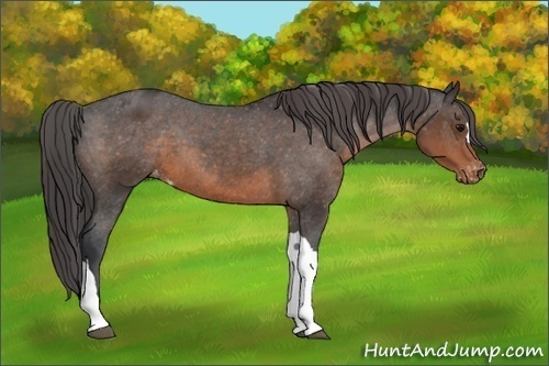 Horse Color:Brown Appaloosa