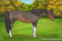 Horse Color:Brown Appaloosa