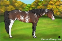 Horse Color:White Spotted Brown Appaloosa 