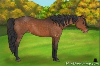 Horse Color:Brown Appaloosa