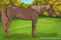 Horse Color:Red Roan 