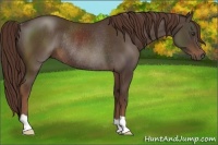 Horse Color:Liver Chestnut Rabicano 