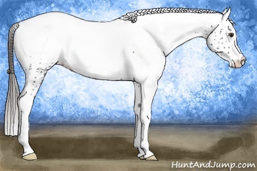 Horse Color:White Spotted Liver Chestnut Snowcap