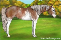 Horse Color:White Spotted Silver Bay Rabicano