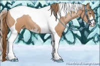 Horse Color:Brown Pearl Sabino Tobiano 