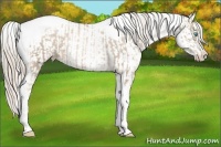 Horse Color:Chocolate Palomino Pearl Tobiano Frame  and Chocolate Palomino Pearl Tobiano Frame 