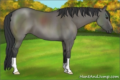 Horse Color:Grullo 