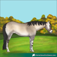 Horse Color:Bay Onyx 
