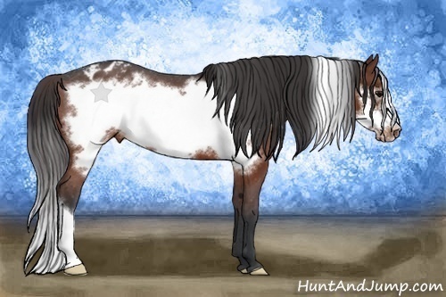 Horse Color:Brown Frame Appaloosa 