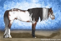 Horse Color:Brown Frame Appaloosa 