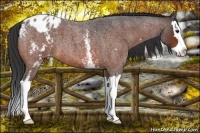 Horse Color:White Spotted Bay Roan Splash Varnish 