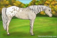 Horse Color:Chocolate Palomino Appaloosa