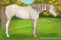 Horse Color:Buckskin Pearl
