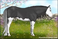 Horse Color:Smoky Black Splash