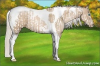 Horse Color:Chocolate Palomino Pearl Tobiano Frame  and Chocolate Palomino Pearl Tobiano 