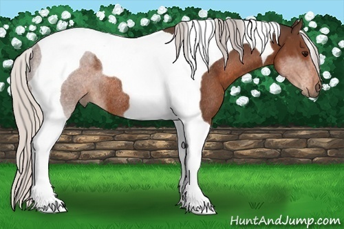 Horse Color:Silver Brown Tobiano Rabicano 