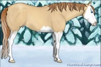 Horse Color:Gold Champagne Dun Splash 