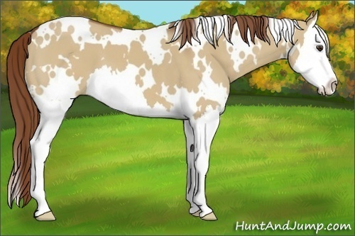 Horse Color:White Spotted Red Dun Splash 