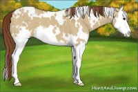 Horse Color:White Spotted Red Dun Splash 