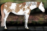 Horse Color:White Spotted Red Dun Splash 