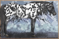 Horse Color:Black Near Leopard Rabicano 
