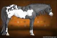 Horse Color:Black Frame Appaloosa 