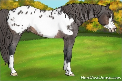 Horse Color:Brown Frame Appaloosa Rabicano 