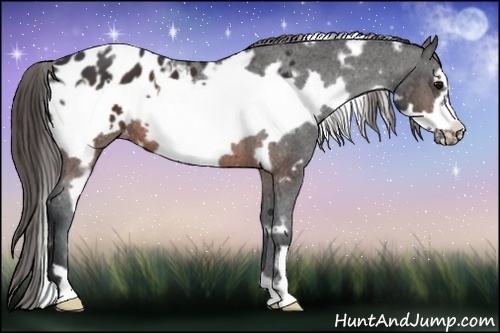 Horse Color:White Spotted Brown Frame Appaloosa 