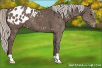 Horse Color:Silver Black Appaloosa 