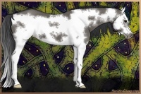 Horse Color:Grullo Sabino Splash Frame 