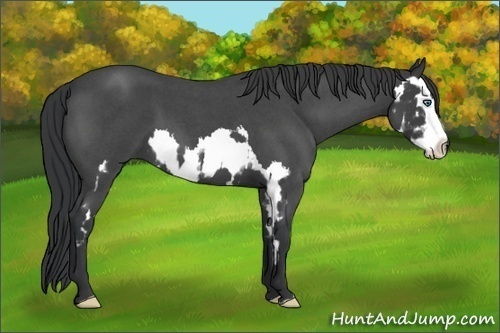 Horse Color:Blue Roan Splash Frame 