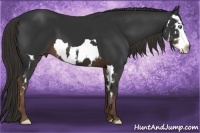 Horse Color:Liver Chestnut Splash Frame 