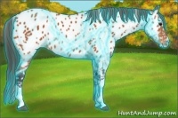 Horse Color:Thunderstruck Bay Appaloosa 
