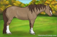 Horse Color:Liver Red Dun
