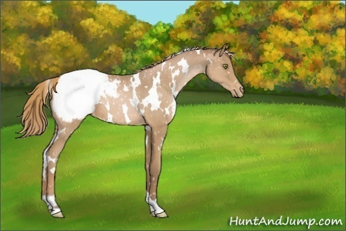 Horse Color:White Spotted Liver Chestnut Pearl Snowcap