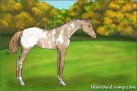 Horse Color:White Spotted Liver Chestnut Pearl Appaloosa
