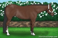 Horse Color:Bay Sabino Rabicano