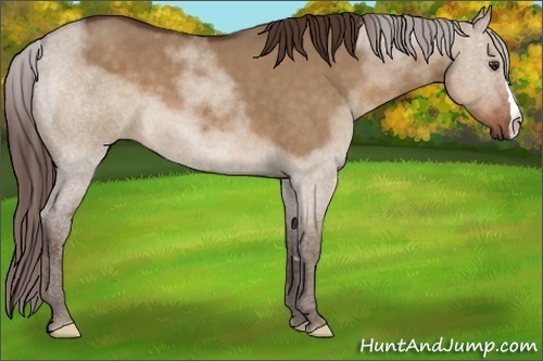 Horse Color:Liver Red Dun 