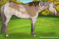 Horse Color:Liver Red Dun 