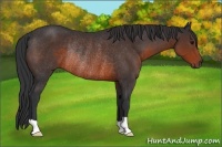 Horse Color:Brown Rabicano 