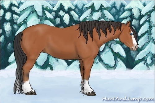 Horse Color:Bay Splash Frame