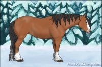 Horse Color:Bay Splash Frame