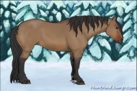 Horse Color:Bay Dun 