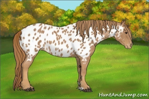 Horse Color:Chestnut Appaloosa 