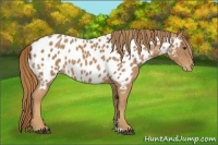 Horse Color:Chestnut Appaloosa 